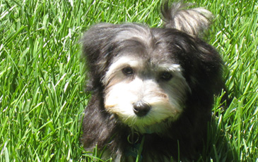 Riley the puppy